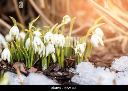 Schönen ersten Frühlingsblumen - weißen Schneeglöckchen Stockfoto