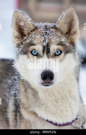 Porträt von einem Hund im Schnee Flocken. Schöne blaue Augen Husky vom Sled Dog Team Stockfoto