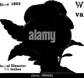 . Floristen Review [microform]. Blumenzucht. JULT 16, 1914. Die Rorists 'Review 69 seit 1893. Der tatsächliche Durchmesser 3&gt;^Zoll was Fixes der Marktwert von Stiefmütterchen? Wir sagen, es ist die Größe, die in Amerika die Größe, Form, Substanz, und die breite Palette der reichen Einfärbungen der Blüten. Sind wir richtig? Das ist der Grund, warum Mas-todon Stiefmütterchen blühen verkaufen für die höchsten Preise auf dem Westlichen Kontinent. Wir sind die ORIGINA- von Mastodon Stiefmütterchen und Anbauer von stiefmütterchen ausschließlich. Für farbe Platte Katalog Schreiben. Neue Ernte, die Preise gesenkt von Saatgut: Mastodon Gemischt j!^ oz., $ 1,00; Oz, $ 7,00 Mastodon Gewächshaus Besondere Stockfoto