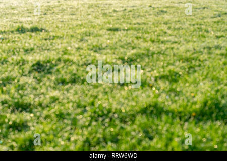 Sanft verschwommenen Hintergrund mit Tau und Gras. Stockfoto