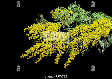 Zweigniederlassungen von Mimosa (Acacia dealbata) mit leuchtend gelben flauschige Blumen und sanften grünen Farn-ähnliche Blätter in der Nähe, auf einem schwarzen Hintergrund isoliert Stockfoto