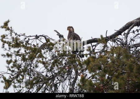 Juvenile Weißkopfseeadler in einem Baum gehockt Stockfoto