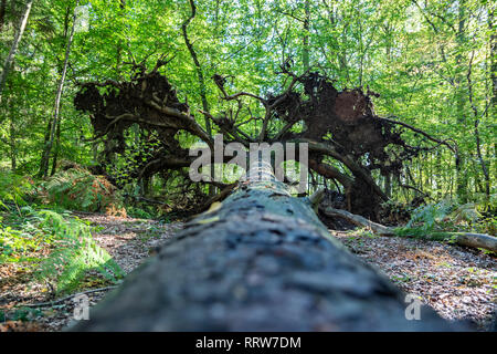 Natur und Landschaft Konzept: Nahaufnahme aus dem Stamm eines Baumes, entwurzelte mit Wurzeln. Stockfoto