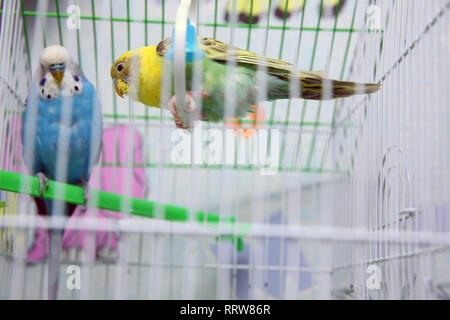 Lustige Wellensittich im Käfig am Fenster. Grüne Wellensittich im Vogelkäfig. Home pet. Bunte Papagei im Käfig für den Verkauf in der Pet shop Stockfoto