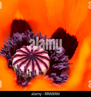 Ein Makro Detail eines roten Oriental Poppy bis Schließen Schließen - mit Lila Lila Mitte Mitte öffnen Stockfoto