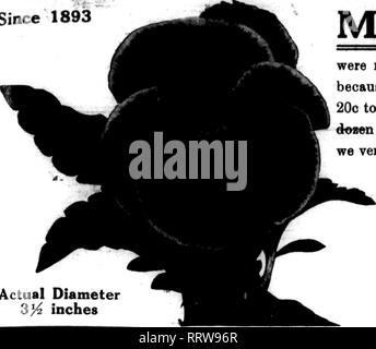 . Floristen Review [microform]. Blumenzucht. JfibT 2, 1914. Die Floristen Review W Seit 1893. Der tatsächliche Durchmesser 3} 4 Zoll Mastodon Stiefmütterchen wurden nicht entstanden, indem Sie uns eine Nachfrage nach Saatgut zu liefern, aber da hatten wir ordentlichen blühenden Stiefmütterchen Pflanzen von 20 C bis 35 C pro Dutzend, im Einzelhandel zu verkaufen. Bekommen wir jetzt 40 c auf 1,50 $ pro ekwen Net, Großhandel, für Mastodon blühenden Pflanzen, und wir wagen zu behaupten, dass wir die größte blühende Pflanze Handel in der Welt, und der höchste durchschnittliche Preis. Diese sind nicht die Ansprüche der Überlegenheit, aber sie sind Fakten. Unsere Farbpalette Katalog erhalten. Mastodon Gemischt/^-oz., $ 1,00 Stockfoto