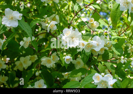 Für den Frühling von sanften Jasmin im Garten. Close-up. Selektiver Fokus Stockfoto
