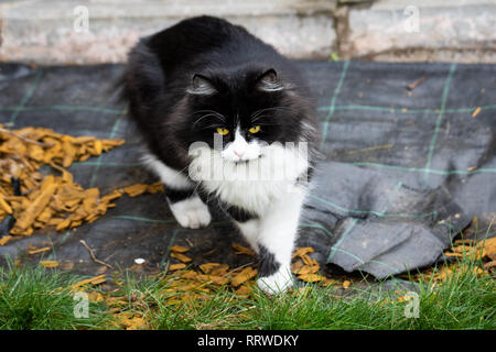 Adorable süße Katze im Garten sitzen auf dem grünen Rasen. Adorable chunky und chubby feline Stockfoto