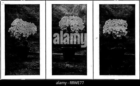 . Floristen Review [microform]. Blumenzucht. W; OCTOBB^16, 1918. Die Floristen' Bewertung 69 Die neue Französische Hortensien lassen Sie uns unsere Freunde sagen, dass diese neue Französische Hortensien sind die Verdienstvollsten Pflanzen in den Jahren gebracht. Sie haben enorme Traversen von Bloom, die vollständig die Anlage verstecken. Sie sind Winterharte und dürfen im Freien im Latitude von Philadelphia und in der Golfregion und im Pazifischen Ozean gepflanzt werden. Sie sind auch gut als Zimmerpflanzen, blühen im Frühling über Ostern. Diese Pflanzen sind besonders wertvoll für den Floristen, wie in einem 4-Zoll Topf auch Sie werfen eine enorme Hea Stockfoto