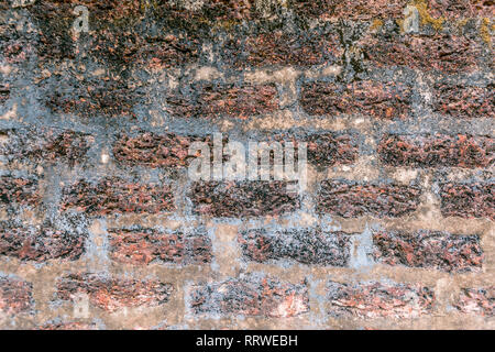 Textur. Die alte Mauer mit Moos und Schimmel Stockfoto