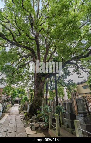 Taito Bezirk, Tokyo, Japan - 18. August 2017: alte Kampfer Baum an Daioji Nichiren Sekte des Buddhismus Tempel und Friedhof. Im Bezirk Yanaka Stockfoto