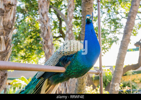 Peacock sitzen im Wald bei Los Angeles, Kalifornien Stockfoto