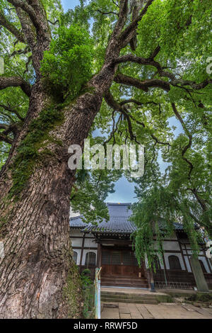 Taito Bezirk, Tokyo, Japan - 18. August 2017: alte Kampfer Baum an Daioji Nichiren Schule des Buddhismus Tempel und Friedhof. Im Bezirk Yanaka Stockfoto