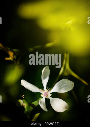 Makroaufnahme einer Zitrone Blume in voller Blüte auf eine Niederlassung in grüne Frucht Wald Plantage - Bild alternative Gesundheits-, Wellness-, Beauty- und Lebensmittelindustrie - vertikaler Stockfoto