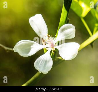 Makroaufnahme einer Zitrone Blume in voller Blüte auf eine Niederlassung in grüne Frucht Wald Plantage - Bild alternative Gesundheits-, Wellness-, Beauty- und Lebensmittelindustrie Stockfoto