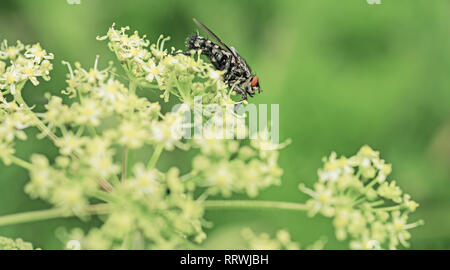 Schwarz Big Fly auf Grün verlassen. Makro Foto. Stockfoto