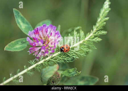 Marienkäfer auf pink clover. Feder abstrakten Foto. Stockfoto