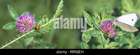 Wilde Blumen von Clover und Schmetterling auf einer Wiese in der Natur. Abstrakte Frühling Foto. Stockfoto