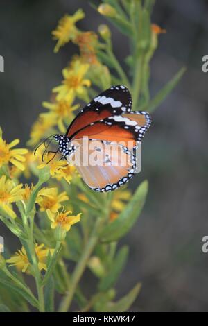 Afrikanischer Monarch (Danaus chrysippus) Orosei, Sardinien, Italien Stockfoto