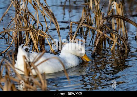 Männlich Drake schweren weißen Pekin Ente (auch bekannt als Aylesbury oder Long Island Ente) Fütterung unter Wasser Schilf Stockfoto