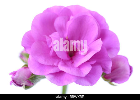 Ivy leaf pelargonium Geranien Stockfoto