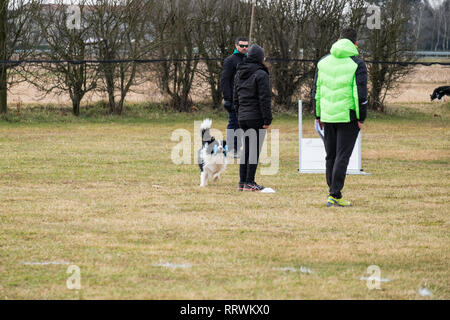 ALBAIRATE (MI), Italien - 23 Februar 2019: ein Border Collie nimmt eine Hantel zurück während einem Gehorsam Test in Albairate (in der Nähe von Mailand) am 23. Februar 201 Stockfoto