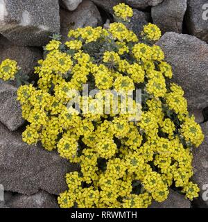 Alyssum montanum Stockfoto