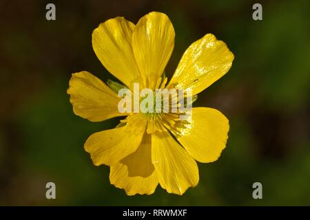 Ranunculus bullatus. Herbst buttercup Stockfoto