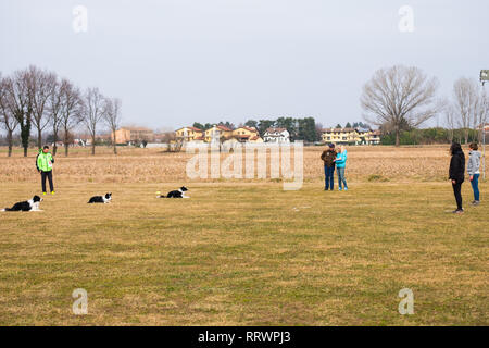 ALBAIRATE (MI), Italien - 23 Februar 2019: Drei Border Collies führen Sie die 'Down'-Befehl während einer Obedience Prüfung in Albairate (bei Mailand) auf Stockfoto