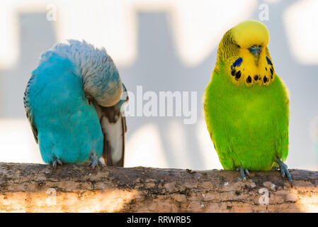 Schließen Sie zwei wellensittiche oder Melopsittacus undulatus hocken Stockfoto