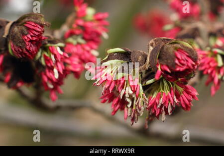 Parrotia persica. Winter blüht der Persischen ironwood Tree - Januar, UK Garten Stockfoto