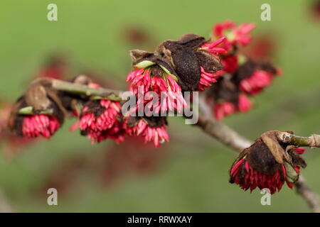 Parrotia persica. Winter blüht der Persischen ironwood Tree - Januar, UK Garten Stockfoto