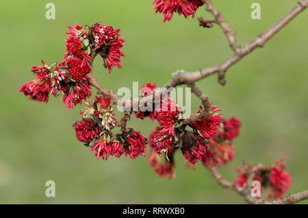 Parrotia persica. Winter blüht der Persischen ironwood Tree - Januar, UK Garten Stockfoto