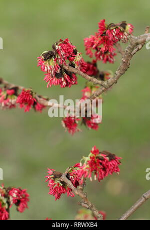 Parrotia persica. Winter blüht der Persischen ironwood Tree - Januar, UK Garten Stockfoto