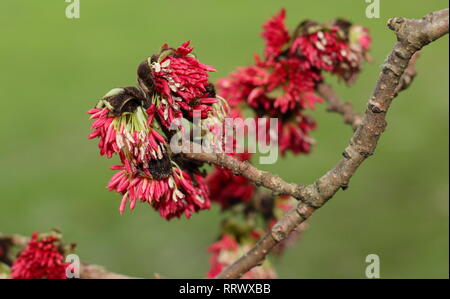 Parrotia persica. Winter blüht der Persischen ironwood Tree - Januar, UK Garten Stockfoto