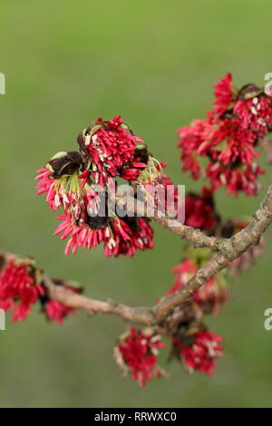 Parrotia persica. Winter blüht der Persischen ironwood Tree - Januar, UK Garten Stockfoto