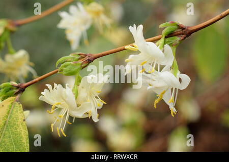 Lonicera fragrantissima. Paare von stark duftenden Blüten im Januar Winter Geißblatt, Großbritannien Stockfoto