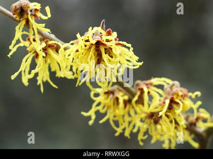 Hamamelis x intermedia 'Arnold Promise'. Winter Blüten der Zaubernuss 'Arnold Promise' im Englischen Garten bin, Januar, Großbritannien Stockfoto