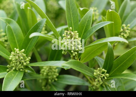 X Skima confusa 'Kew Green'. Cluster von Skimmia Kew Green Blumen im Winter - Januar, UK Garten. Hauptversammlung Stockfoto