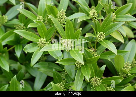 X Skima confusa 'Kew Green'. Cluster von Skimmia Kew Green Blumen im Winter - Januar, UK Garten. Hauptversammlung Stockfoto