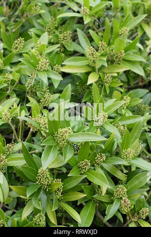 X Skima confusa 'Kew Green'. Cluster von Skimmia Kew Green Blumen im Winter - Januar, UK Garten. Hauptversammlung Stockfoto