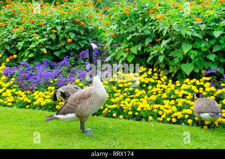 Gänse im Hintergrund einer flower bed Stockfoto