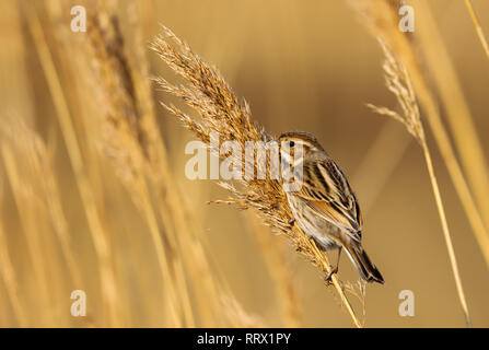 Rohrammer (Emberiza schoeniclus) weibliche Vogel essen die Samen im Schilf an der Cardiff Bay Feuchtgebiete Naturschutzgebiet, Cardiff, South Wales, Großbritannien Stockfoto