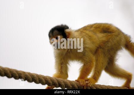 Porträt einer gemeinsamen squirel Monkey (Saimiri sciureus) Klettern am Seil in einem Zoo Stockfoto