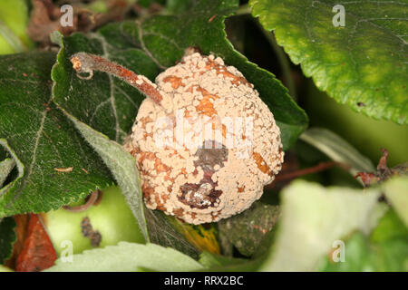 Pilzerkrankung schleimkrankheit von Steinobst Bäume Monilinia fructigena auf Apple Obst Stockfoto