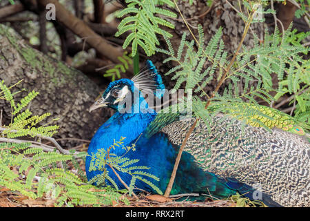 Peacock sitzen im Wald bei Los Angeles, Kalifornien Stockfoto