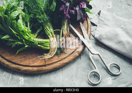 Frisch geerntete Kräuter, Trauben von frischem Kraut mit Schere auf grauem Beton Hintergrund. Bündel von organischen Basilikum, Dill und Rucola von lokalen Bauern Stockfoto