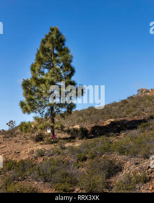 Lone Pine Tree, Pinus canariensis, auf einem Hügel in Ifonche, Arona, Teneriffa, Kanarische Inseln, Spanien Stockfoto