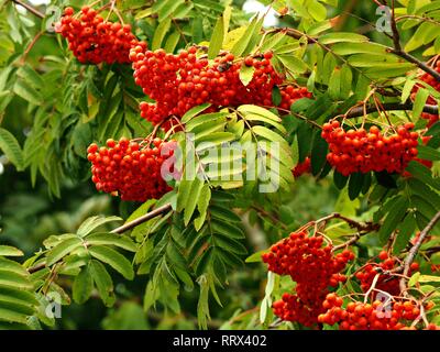 Klumpen von leuchtend roten Beeren auf einem Rowan Tree (eberesche) mit grünen Blättern im Spätsommer Stockfoto