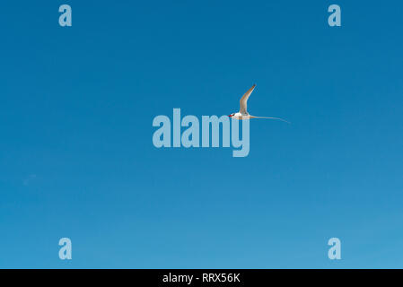 Ein Red-billed tropicbird (Phaethon aethereusin) im Flug von Espanola Island, Galapagos Islands National Park, Ecuador gesehen. Stockfoto